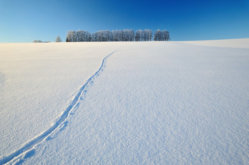 Fototapeta na wymiar 雪原に残る足跡は彼方へ続く
