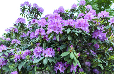 Fototapeta premium Photo of azalea indica happy days evergreen shrub with bright green foliage and purple violet blooming flowers