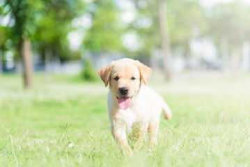Dog in field. Labrador retriever puppy in field.