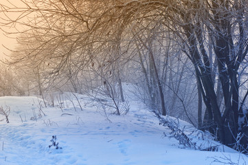 The trees in the mysterious mystical mist. Mood, sadness, apathy, and uncertainty. Landscape