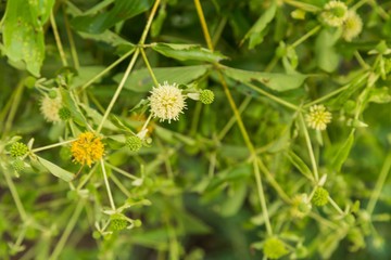 flowers of Neonauclea purpurea ;Merr. Anthocephalus chinensis; RUBIACEAE . local tree in Thailand]..