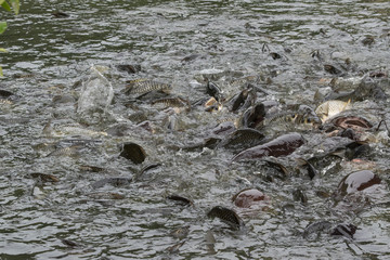 A lot of fish in the water. Fishing. Big fish. Catfish. Plenty of