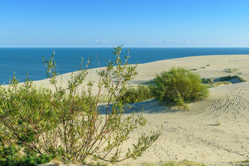 RUSSIA, VILLAGE of "MARINE"- August, 2016: the Curonian spit. Dune EFA