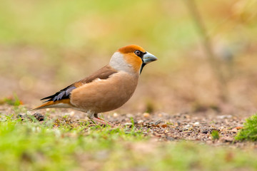 Hawfinch