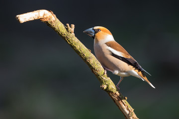 Hawfinch