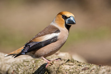 Hawfinch