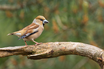 Hawfinch