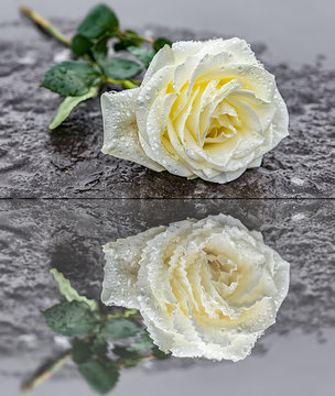 eine auf einem Grabstein niedergelegte gelbe Rose auf gefrorenem Untergrund zum Ausdruck der Trauer und des Gedenkens mit Spiegelung im Wasser