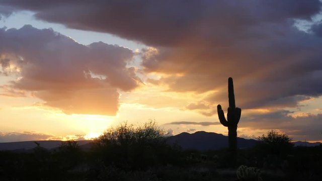 Desert Sun Behind Saguaro Cactus