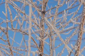 Branches covered with frost against bright blue sky. A cold winter day