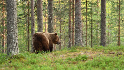 Brown bear scratching against a tree in forest at summer