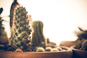 Cactus in a flowerpot for background/texture. Vintage or retro tone..