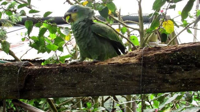 Loro caminando y cantando en un arbol 