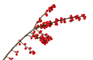 branch with red berries - Powered by Adobe
