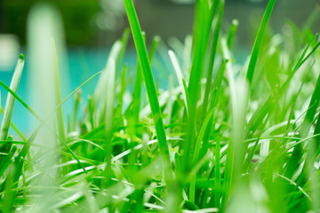 Jungle greenery and lush grass near this peaceful swimming pool. This taste of nature in my back yard provides a little extra oxygen and a peaceful environment worth conserving.