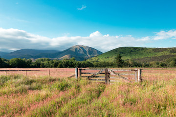 Fototapeta premium pasture in summer sunny day in New Zealand