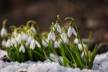 Snowdrop flowers blooming in winter