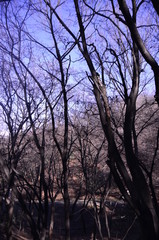 자연