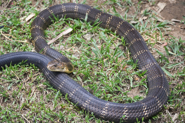 Snake King Cobra (Ophiophagus hannah), world's longest black venomous reptiles crawling is a dangerous beast .Beautiful snake skin with yellow stripes. National park Karnataka India forest