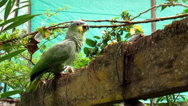 Loro caminando y cantando en un arbol 