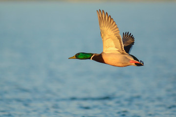 Obraz premium Germano reale (Anas platyrhynchos) maschio in decollo