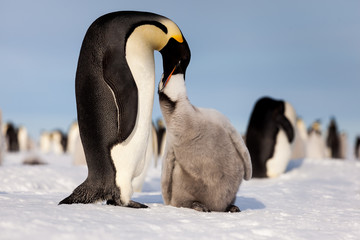 Fototapeta na wymiar Emperor penguin feeding hungry chick