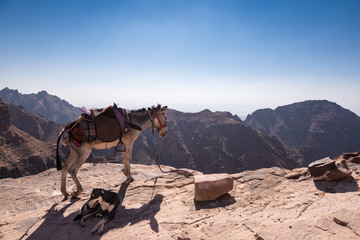 Petra, Jordan, a donkey and a dog rest on a cliff