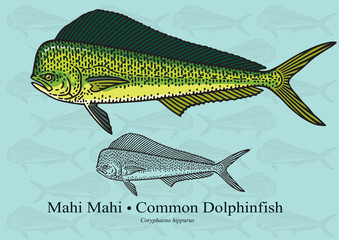 Mahi Mahi, Common Dolphinfish. Vector illustration for artwork in small sizes. Suitable for graphic and packaging design, educational examples, web, etc.
