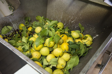 Spremitura Olio e Limoni