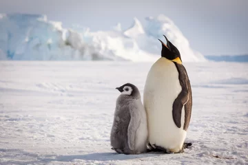 Foto auf Acrylglas Emperor penguin mom singing song for chick © Mario Hoppmann