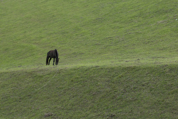Fototapeta na wymiar black horse stand on meadow