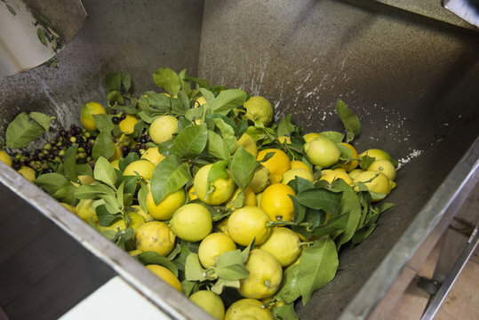Spremitura Olio e Limoni