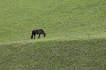 black horse stand on meadow