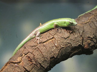 Lizard