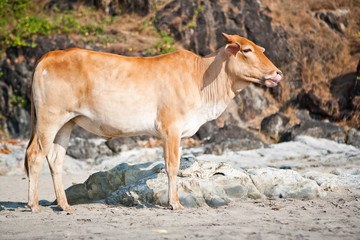 Корова на пляже в Индии, Гоа / Cow on the beach in India, Goa