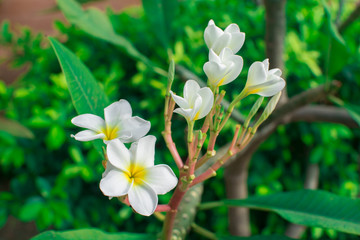 Obraz na płótnie Canvas Plumeria flowers white