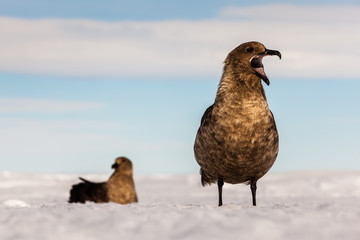Antarctic Skua (Catharacta antarctica) screaming on ice