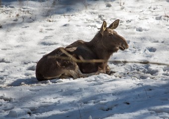 An Elk (alces alces) in winter in a german deer park