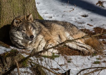 A Wolf (canis lupus) in winter in a german deer park