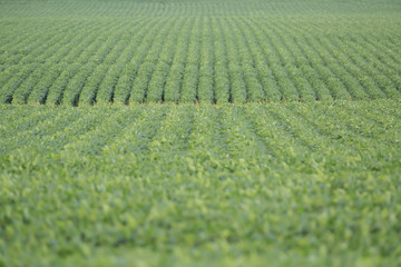 soybean field