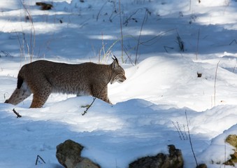 A Lynx in winter in a german deer park © 5-Birds Photograpy