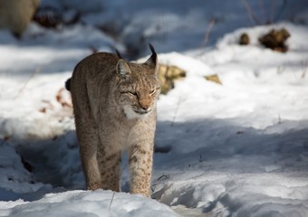 A Lynx in winter in a german deer park © 5-Birds Photograpy