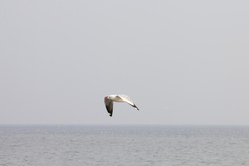 Seagulls flying over the sea