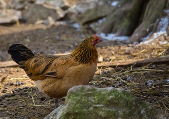 A Chicken at a german deer park in summer
