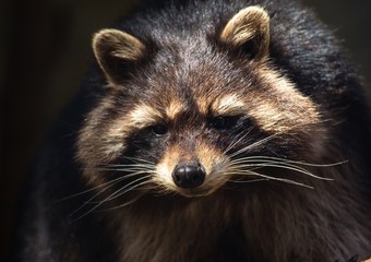 A Racoon at a german deer park in summer