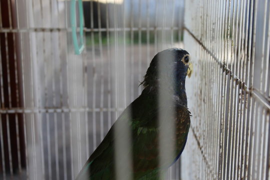 guajolote y cotorro
