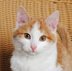 Fototapeta na wymiar White-ginger kitten, close-up portrait on a background of wicker chair