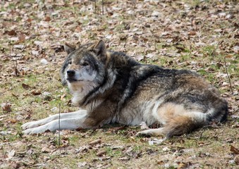 Obraz premium A Wolf (canis lupus) at a german deer park in summer