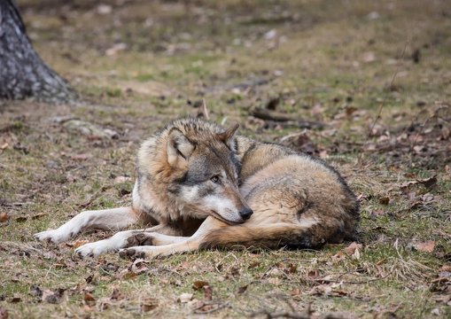 A Wolf (canis lupus) at a german deer park in summer