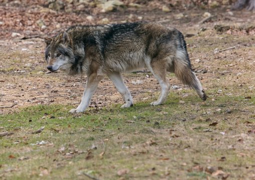 A Wolf (canis lupus) at a german deer park in summer
